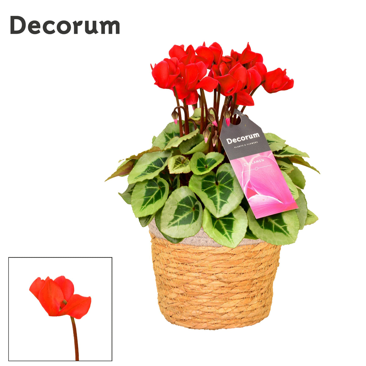 Cyclamen Picasso 25cm 15cm Pot