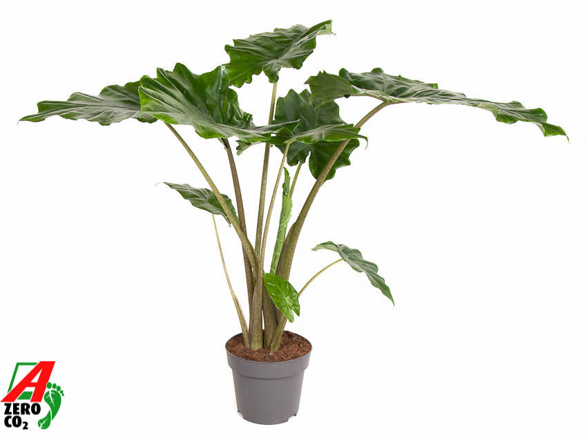 Alocasia Portodora 100cm 24cm Pot