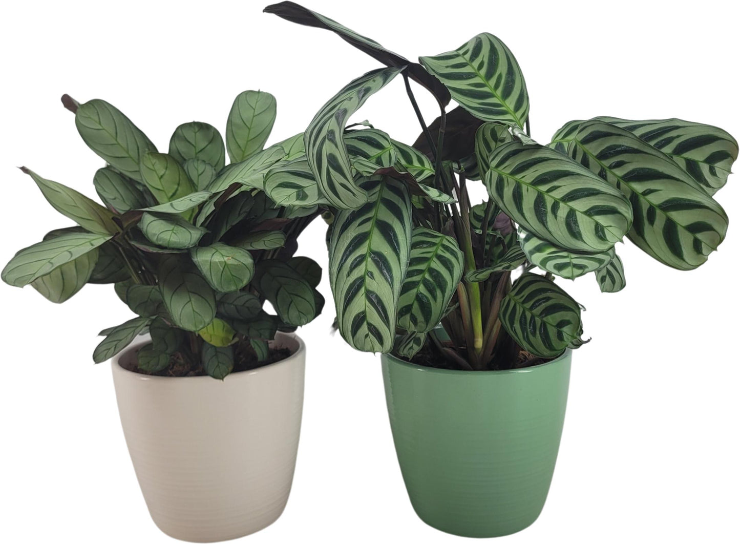 Ctenanthe Hybrid 35cm 15cm Pot