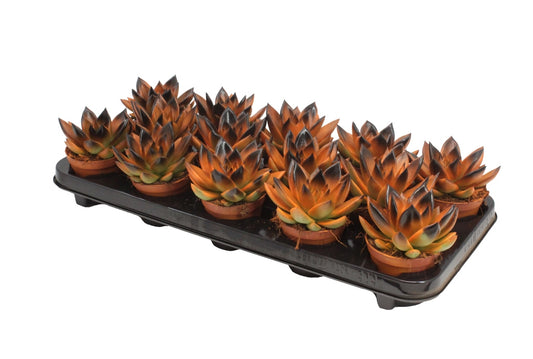 Echeveria colored bicolor black/orange 11cm Special Pot (508)
