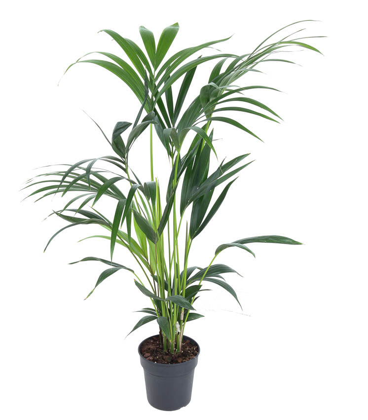 Howea forsteriana 100cm 19cm Pot
