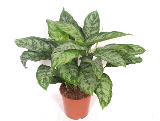 Fachjan BV Aglaonema Chantal Pack of 1