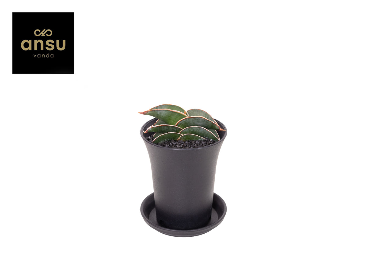 Sansevieria 15cm 7.5cm Pot
