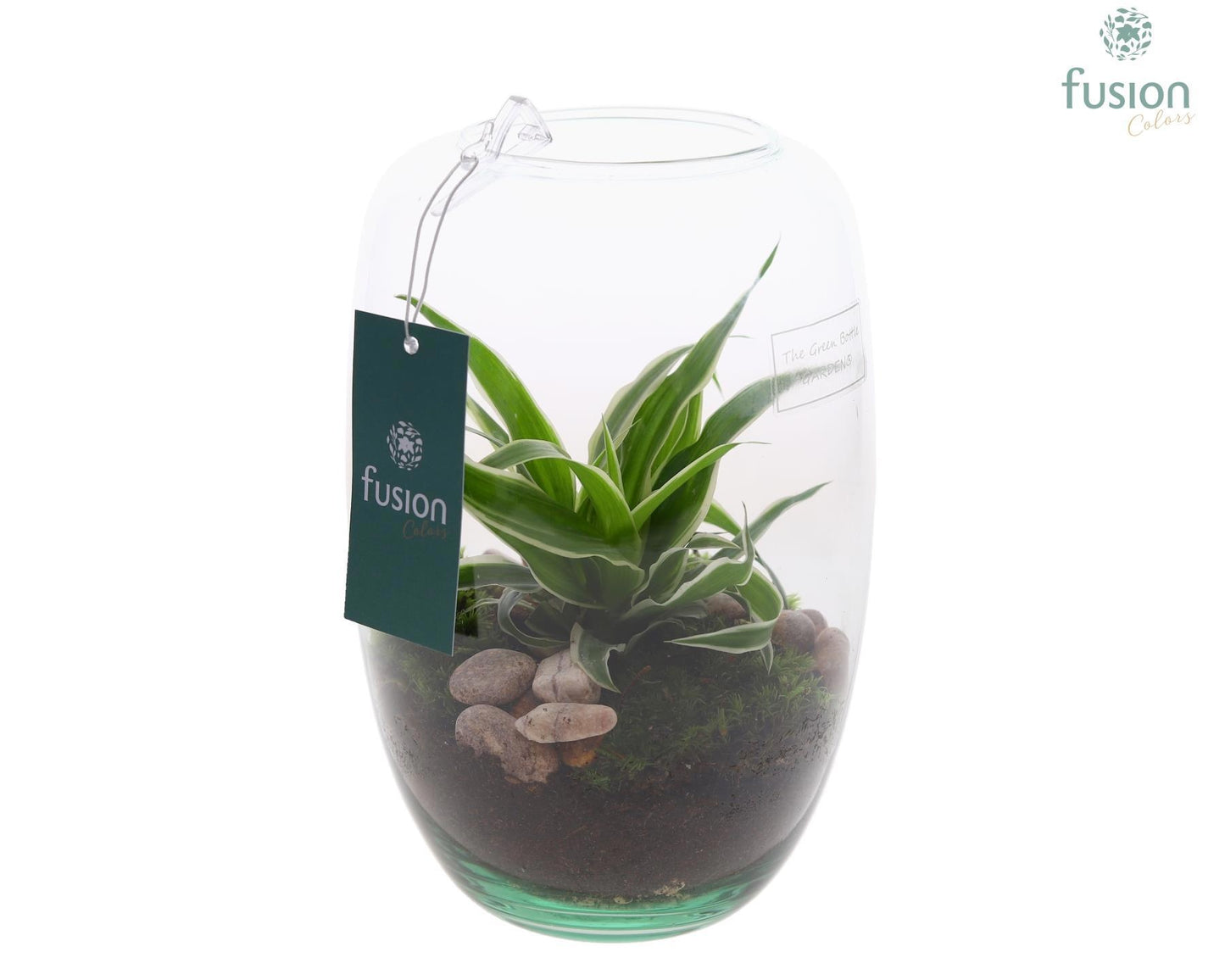 Fusioncolors BV Green Bottle Isabella XSmall met Chlorophytum Pack of 6