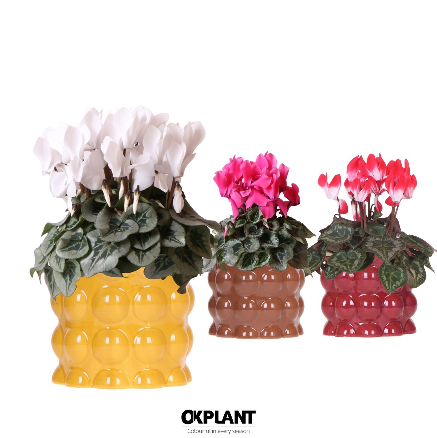 Cyclamen midi 25cm 12cm Pot