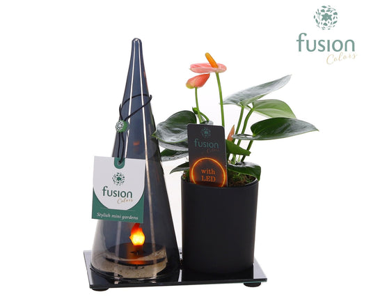 LED Duo glas met Anthurium 25cm 16cm Pot