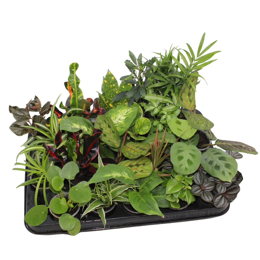 Foliage houseplants mix 12cm 6cm Pot