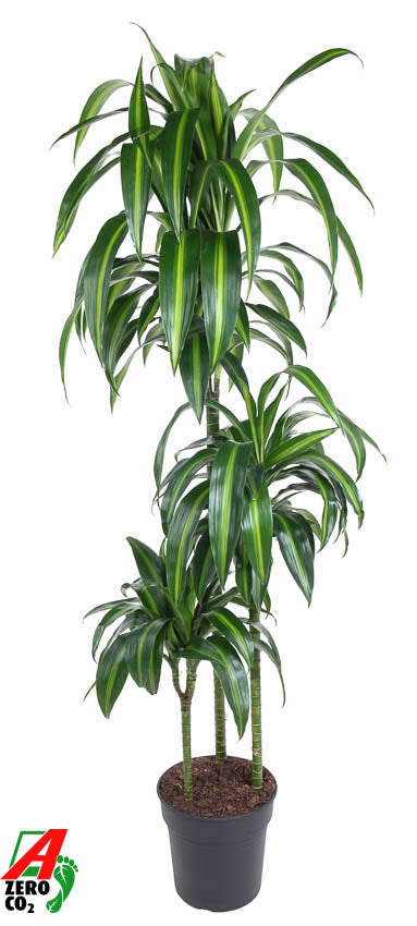 Dracaena fragrans Hawaiian Sunshine 140cm 24cm Pot