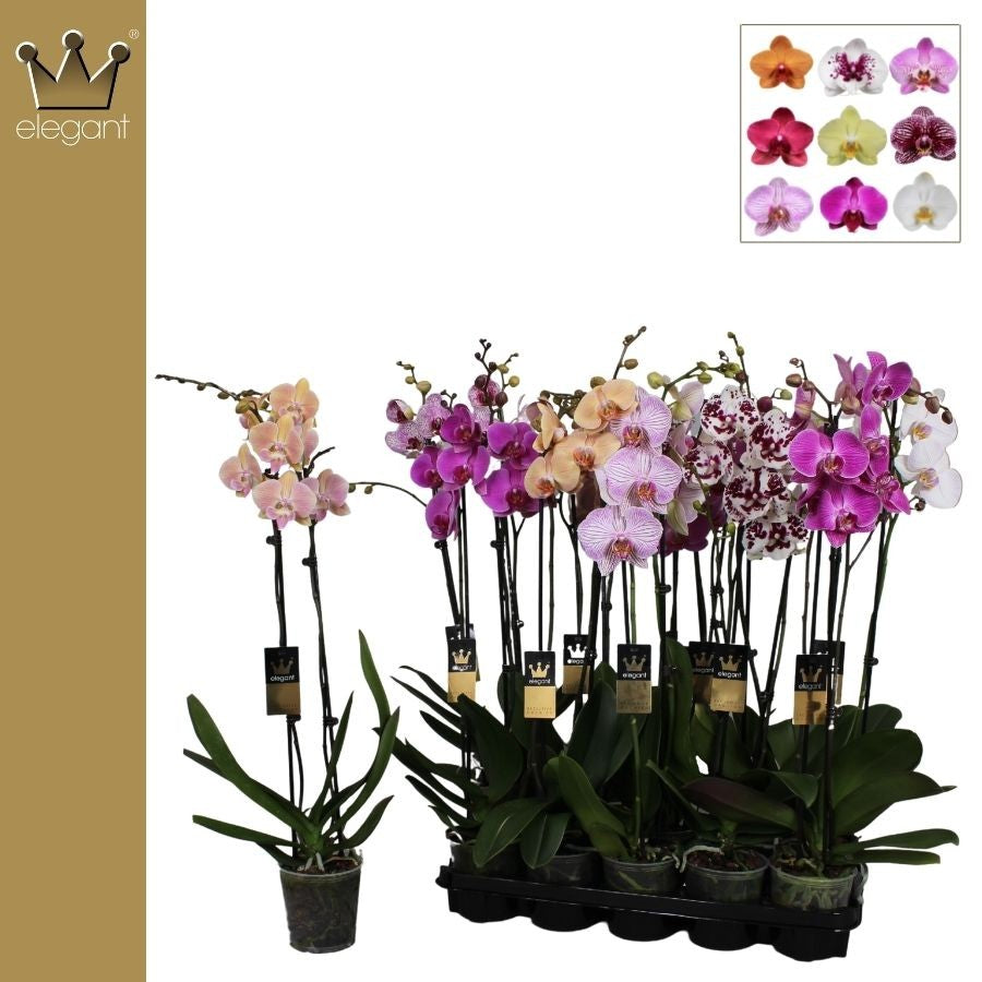 Bernhard New Variety Phalaenopsis mix Pack of 10