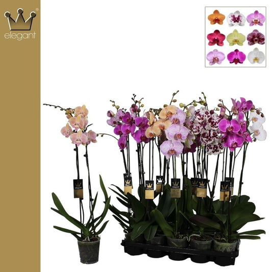 Bernhard New Variety Phalaenopsis mix Pack of 10
