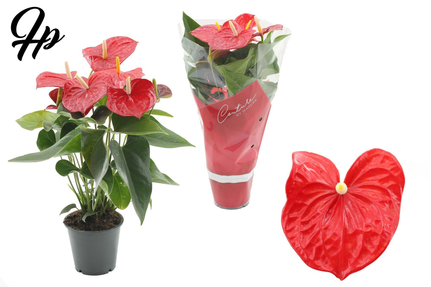 Anthurium Everio 40cm 12cm Pot