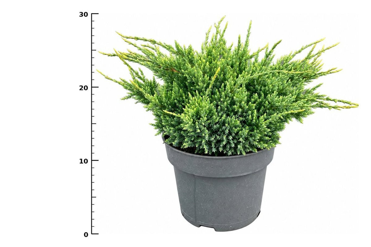 Juniperus Holger 30cm 23cm Pot