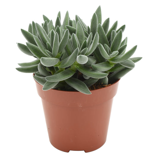 Crassula Tarantula 15cm 12cm Pot