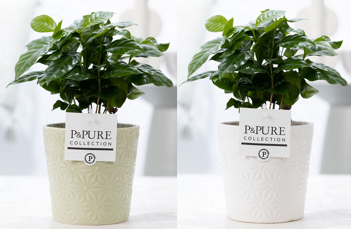 Coffea arabica 20cm 12cm Pot