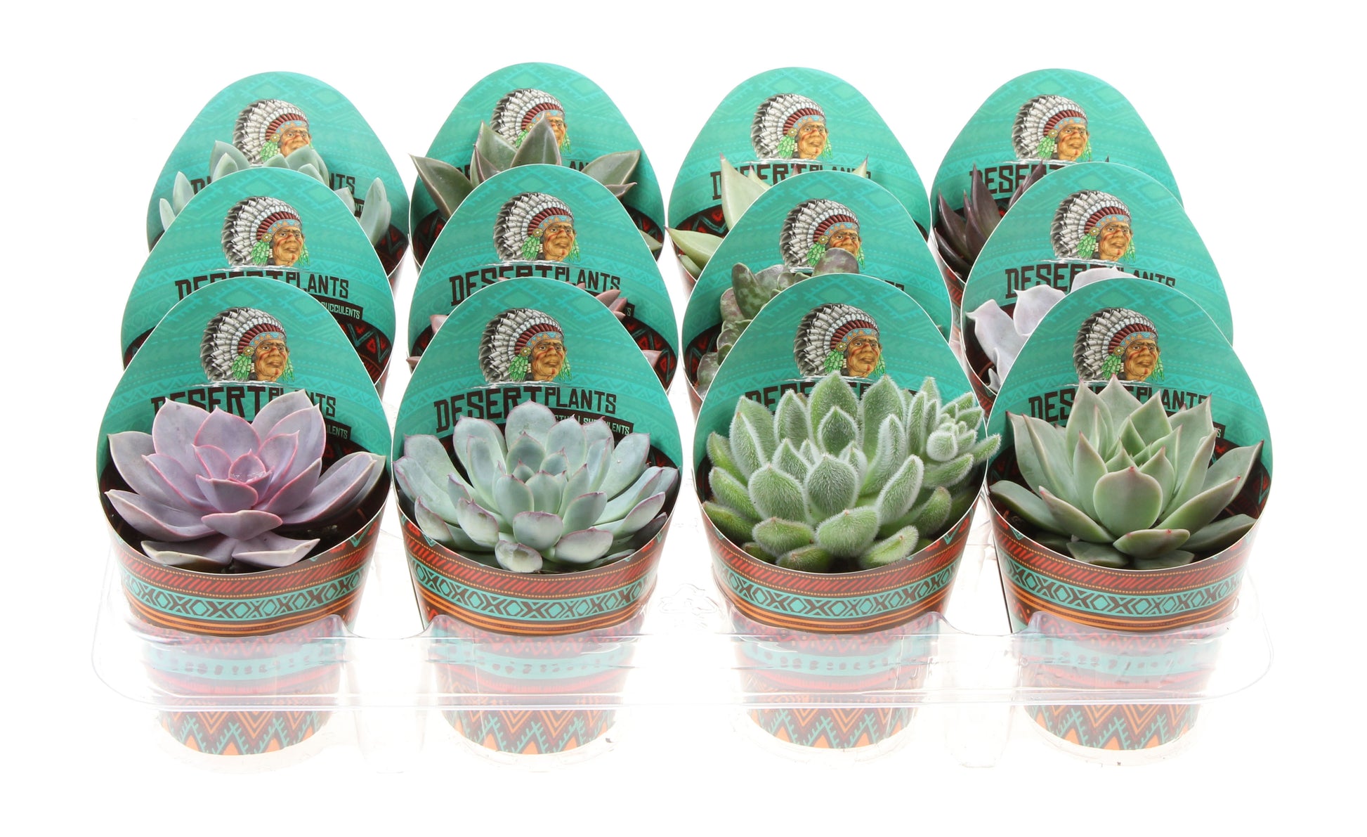 Potcover desert plants succulenten mix 10cm 8.5cm Pot