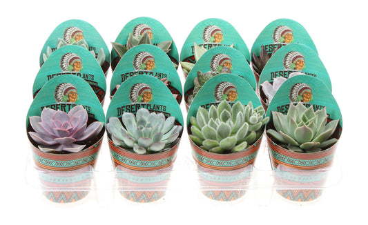 Potcover desert plants succulenten mix 10cm 8.5cm Pot