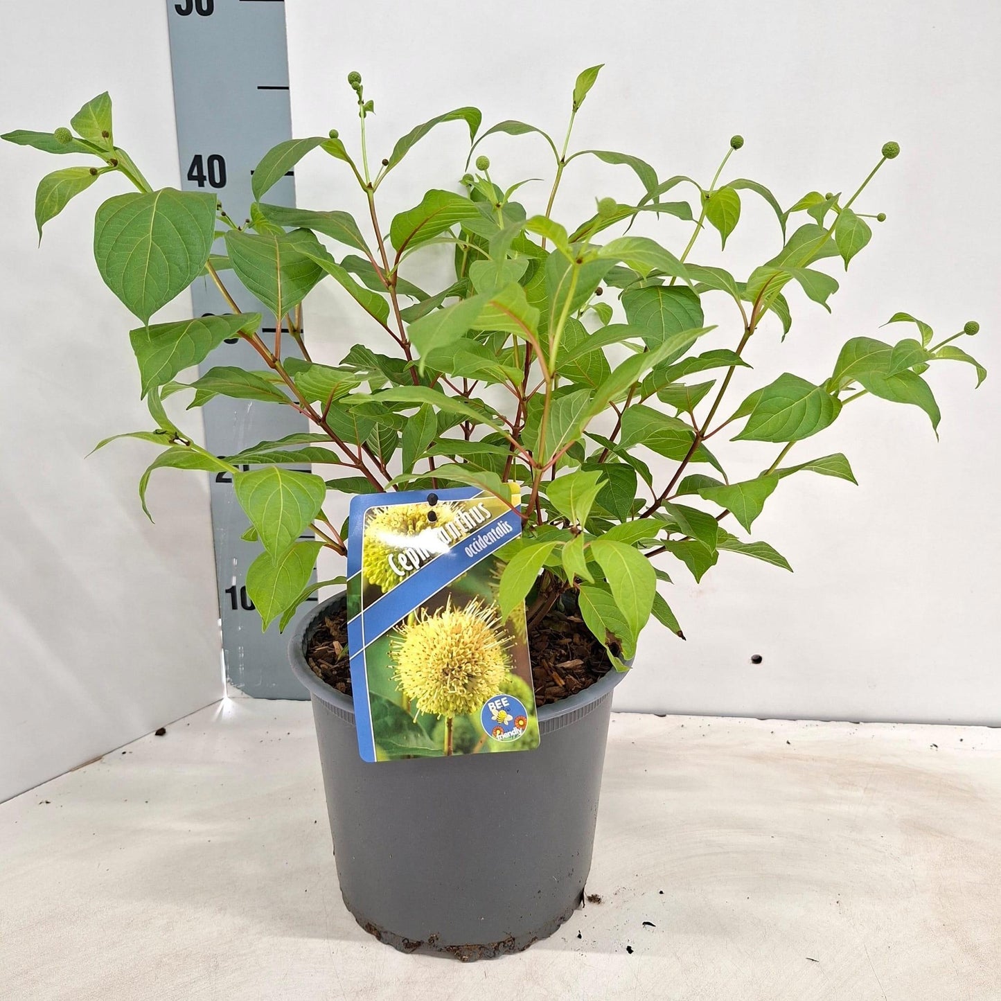 Cephalanthus occidentalis 45cm 19cm Pot