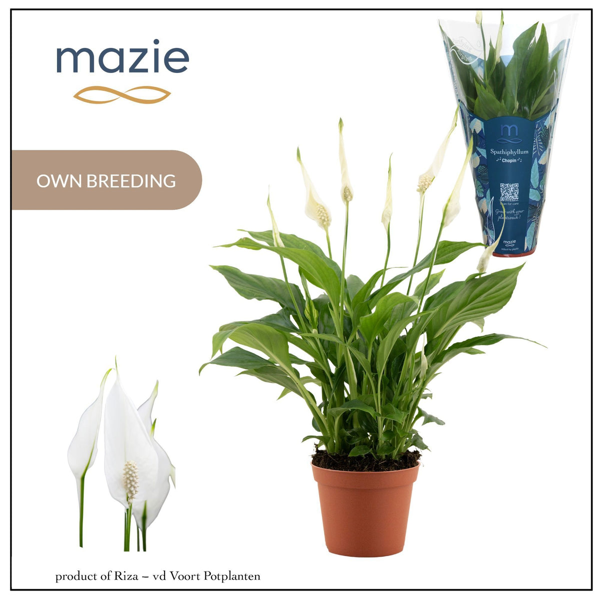 Spathiphyllum Chopin 30cm 9cm Pot