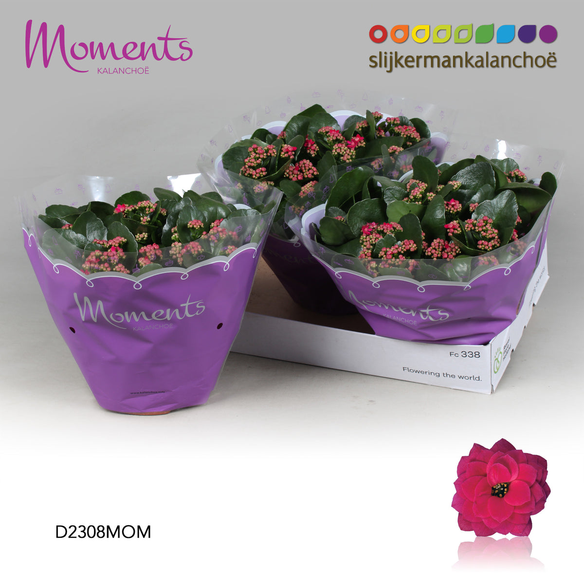 Kalanchoe Shadow Purple 28cm 23cm Pot