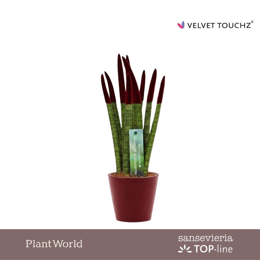 Sansevieria cylindrica 35cm 8.5cm Pot