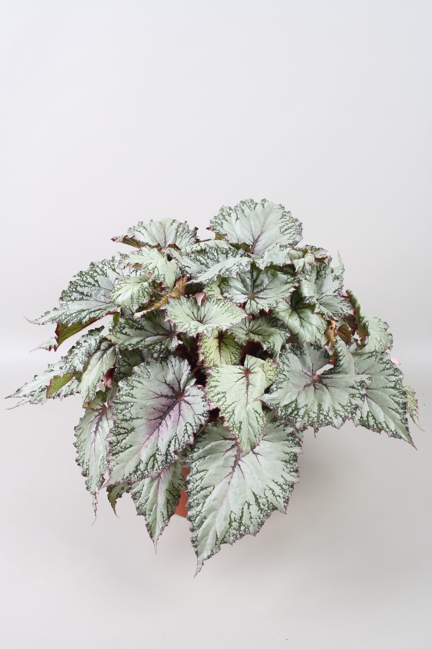 Berghoef Plants Begonia Asian Tundra Pack of 4