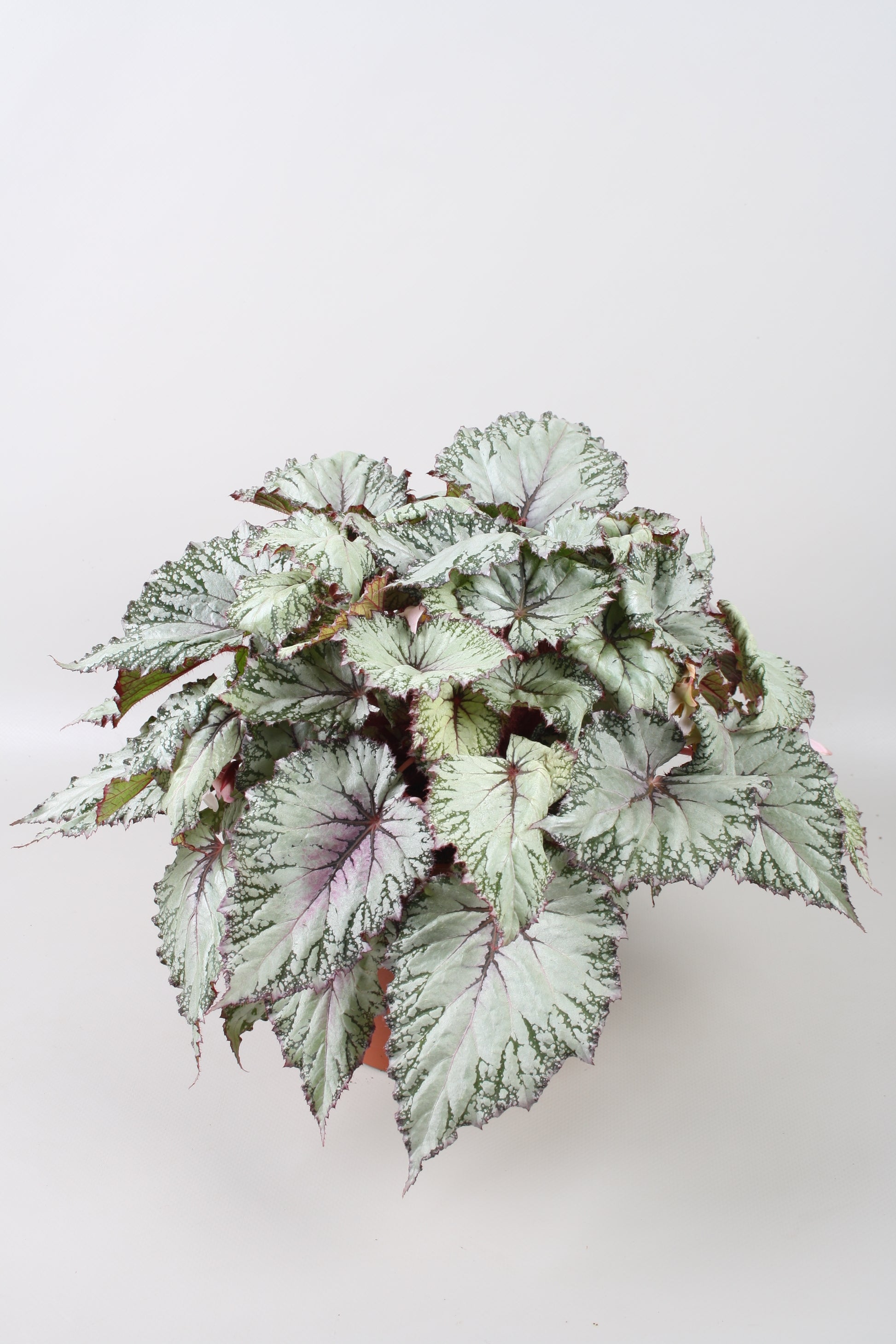 Berghoef Plants Begonia Asian Tundra Pack of 4