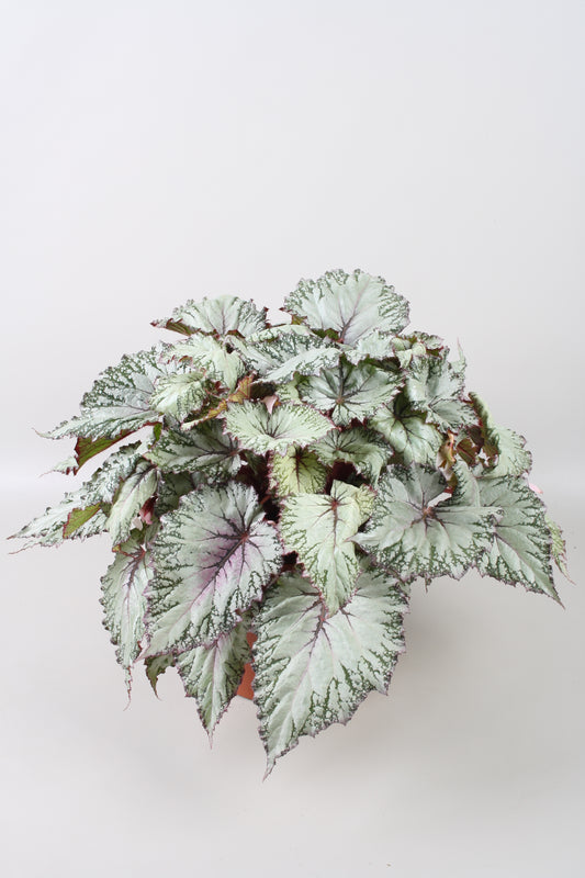 Berghoef Plants Begonia Asian Tundra Pack of 4
