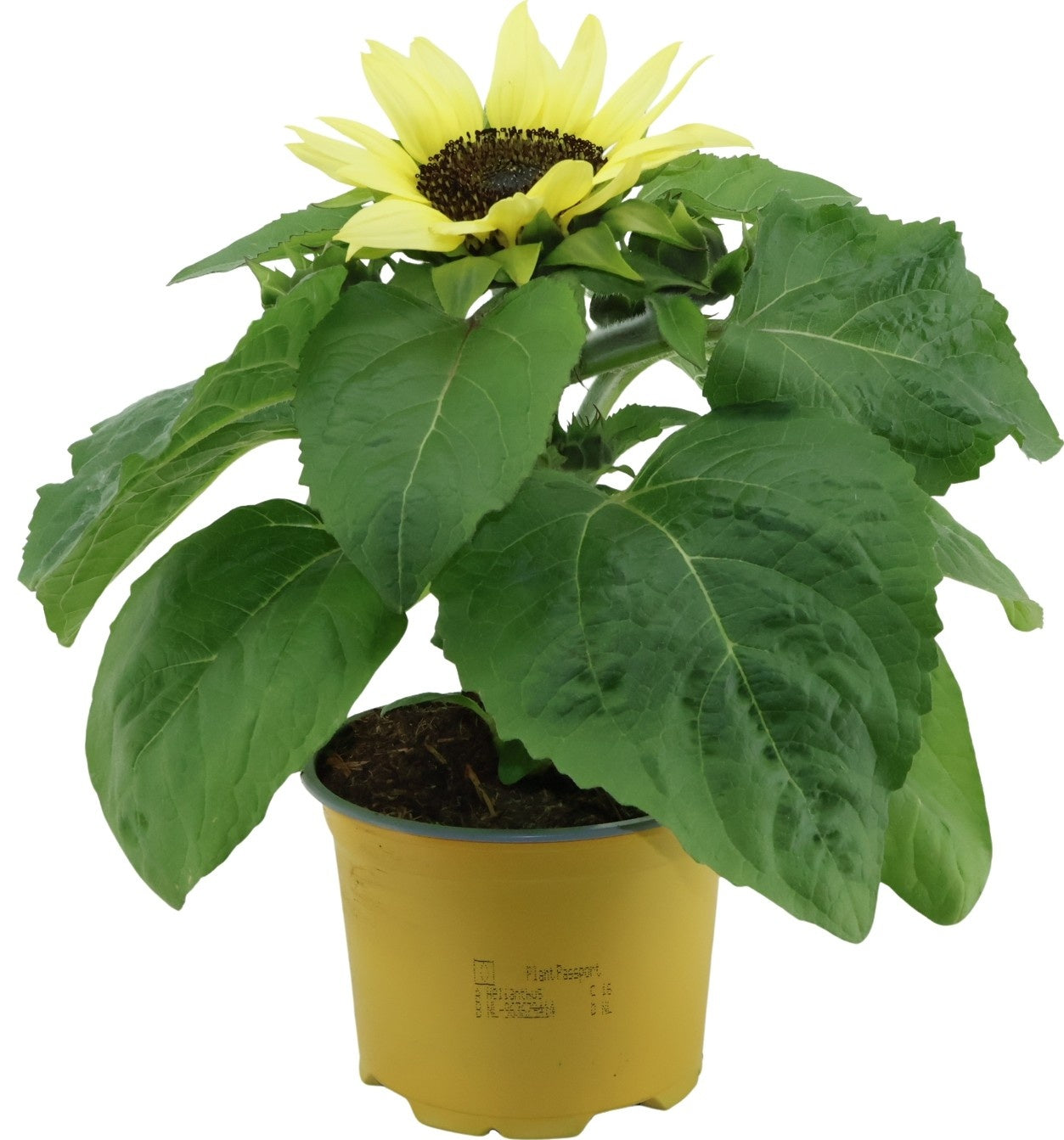 Helianthus an. Sunsation Lemon 30cm 12cm Pot