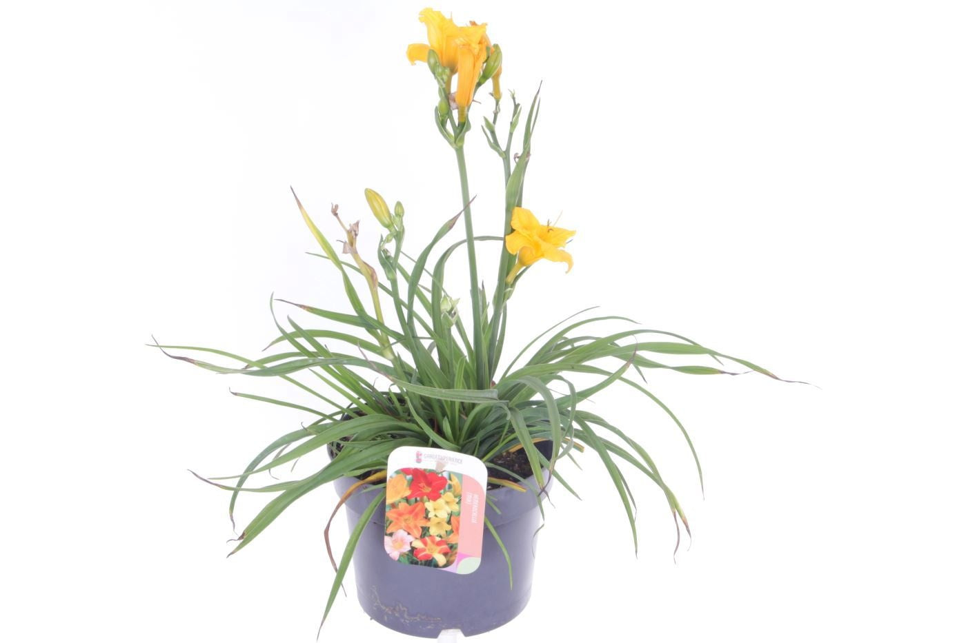 Hemerocallis Stella d'Oro 45cm 17cm Pot