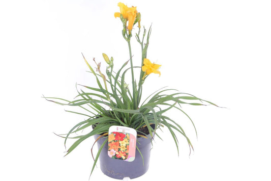 Hemerocallis Stella d'Oro 45cm 17cm Pot