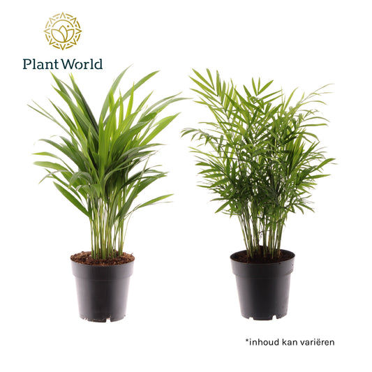 Dypsis lutescens 45cm 14cm Pot