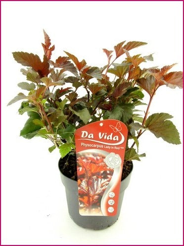 Physocarpus Lady In Red 40cm 19cm Pot