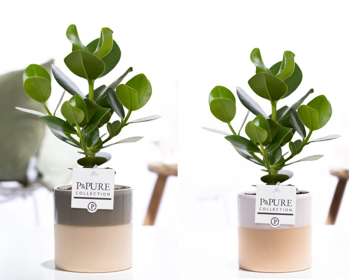 Clusia Princess 30cm 12cm Pot