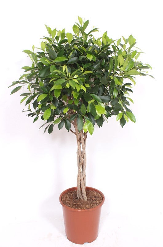 Ficus nitida 120cm 27cm Pot