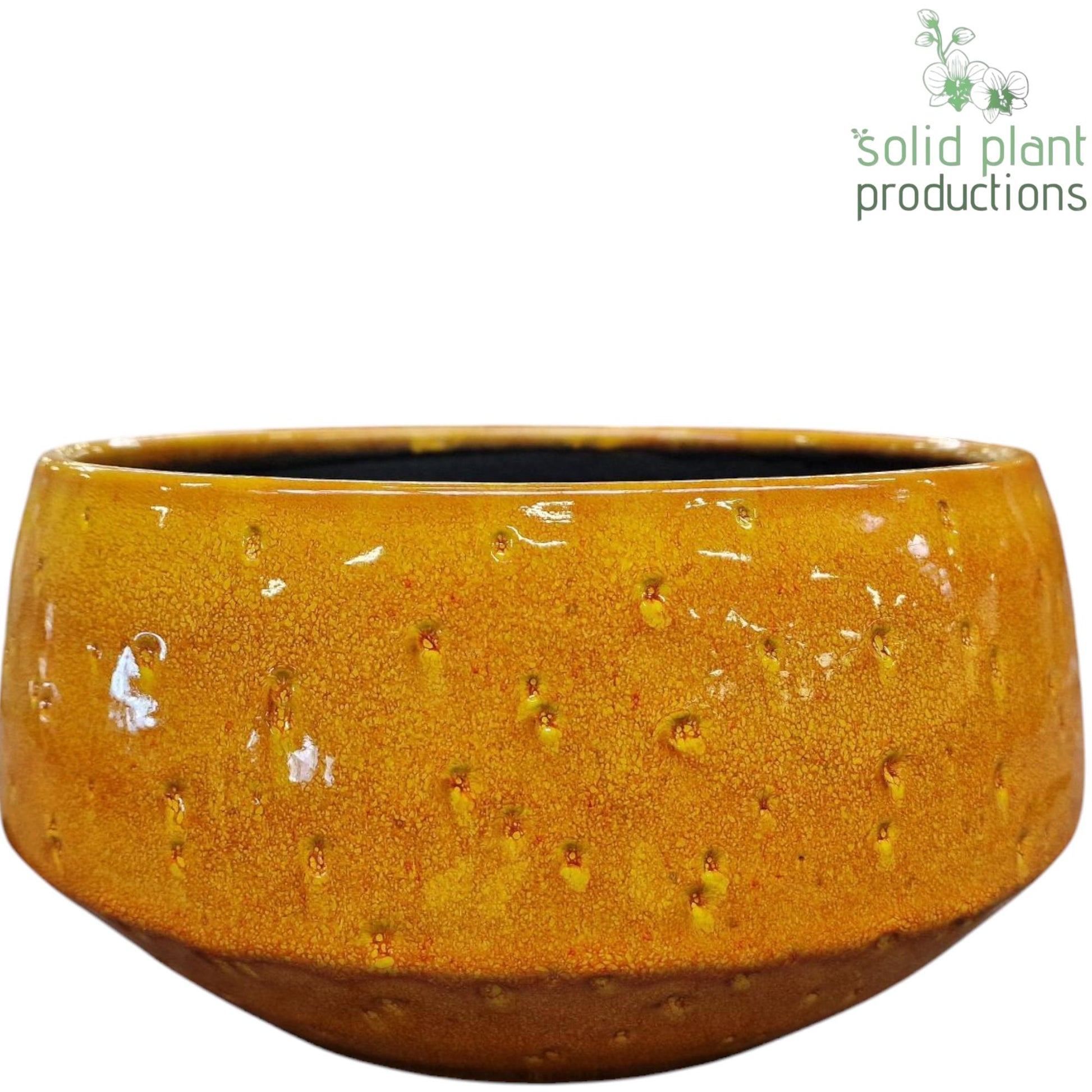 Solid Plant Productions C112 Sophia Yellow Large Pack of 4