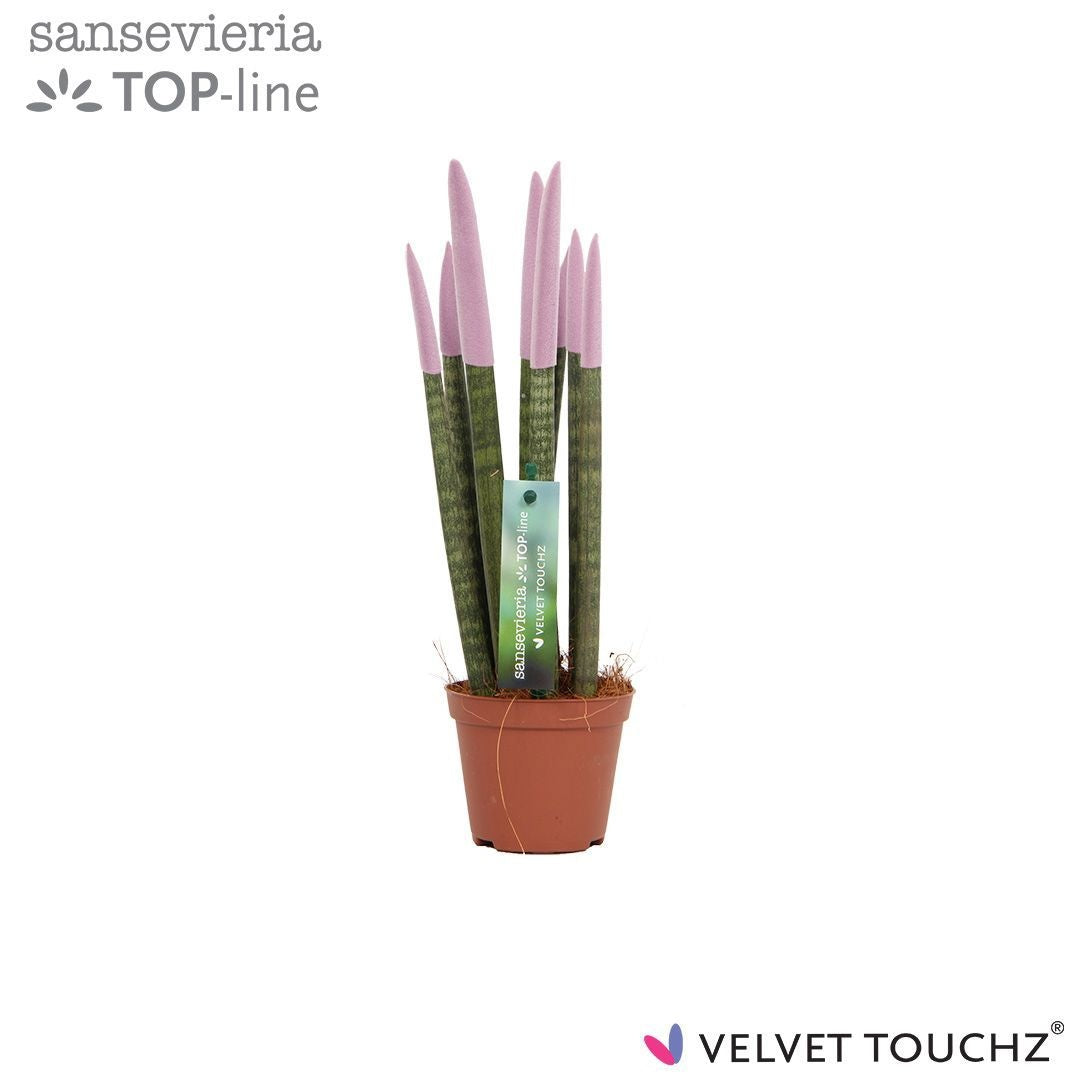 Sansevieria cylindrica 30cm 8.5cm Pot