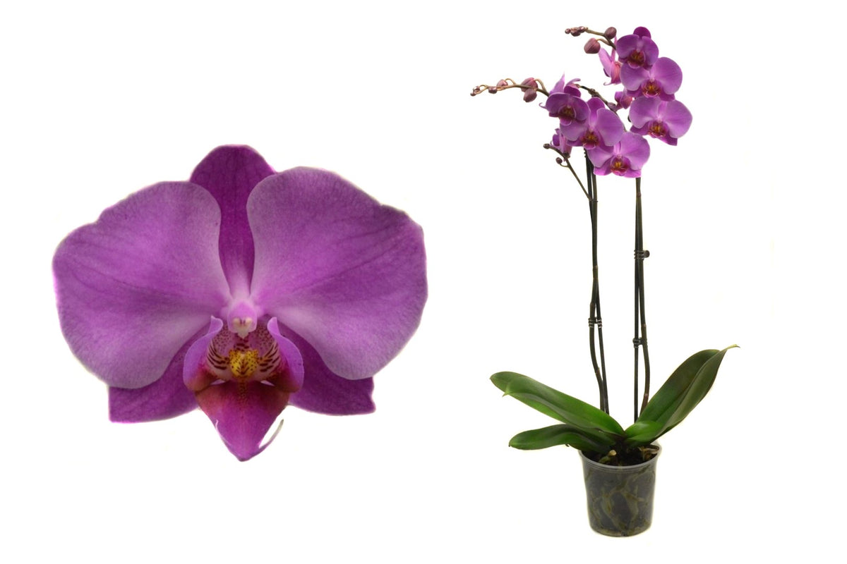 Phalaenopsis pink 60cm 12cm Pot