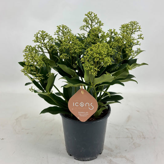 Skimmia japonica Thereza 35cm 15cm Pot