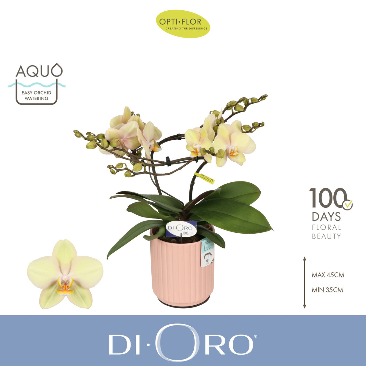 Phalaenopsis yellow 50cm 12cm Pot