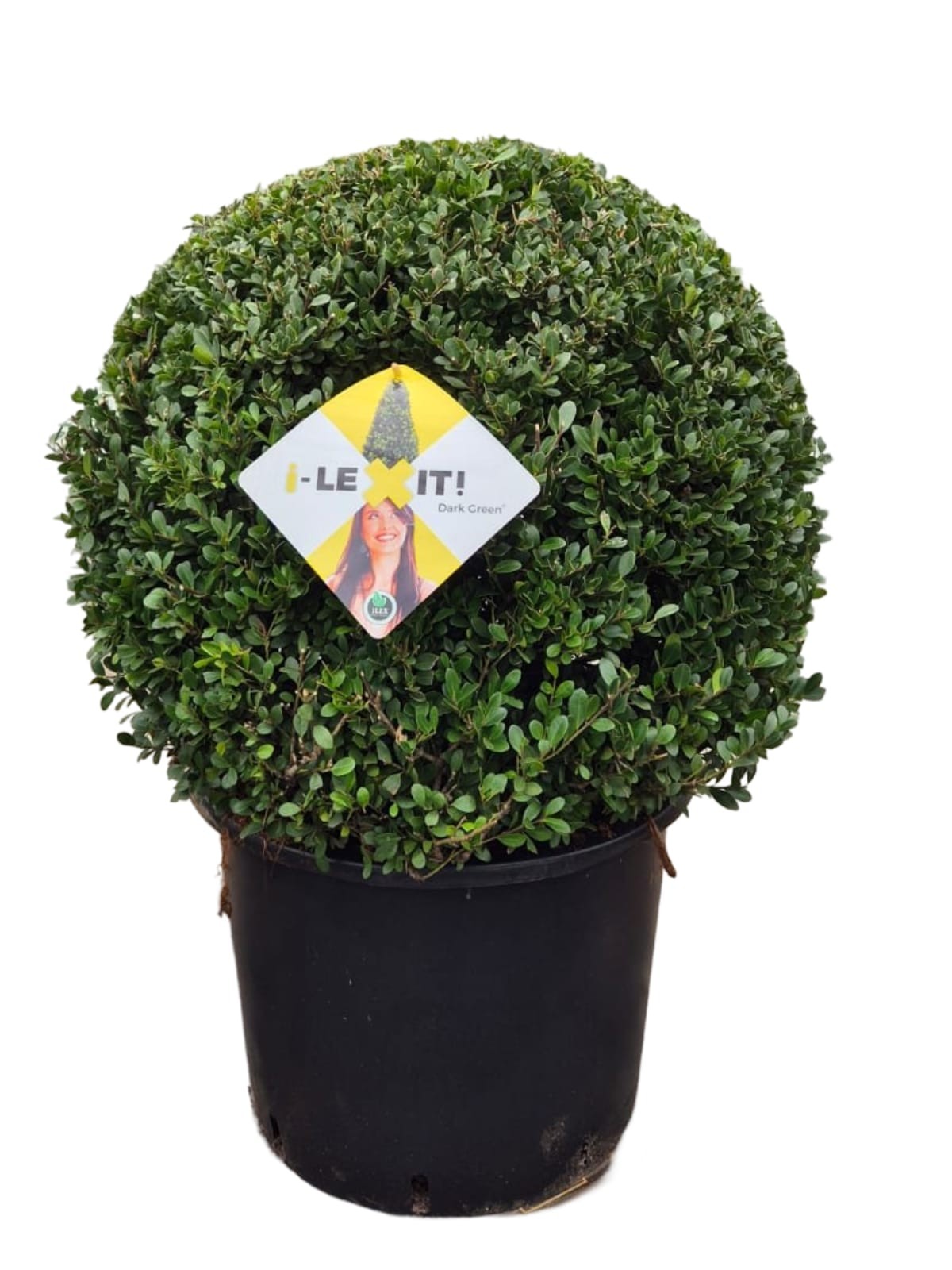 Ilex crenata Dark Green 75cm 40cm Pot