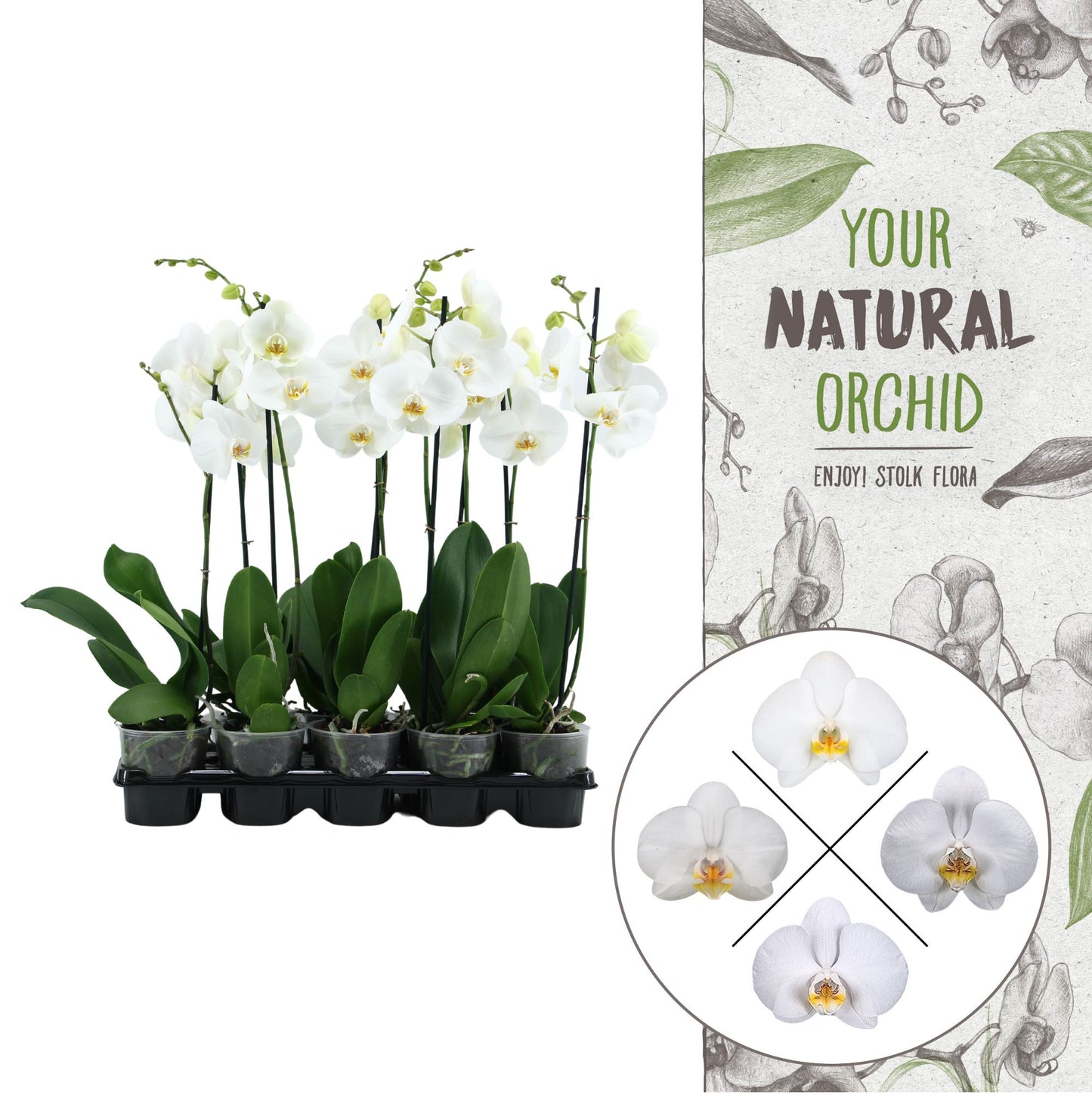 Phalaenopsis white 60cm 12cm Pot