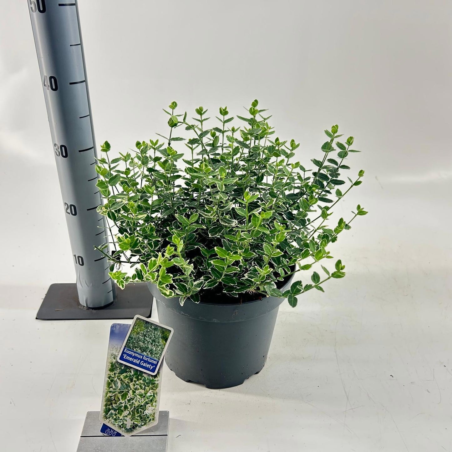 Euonymus Emerald Gaiety 35cm 23cm Pot