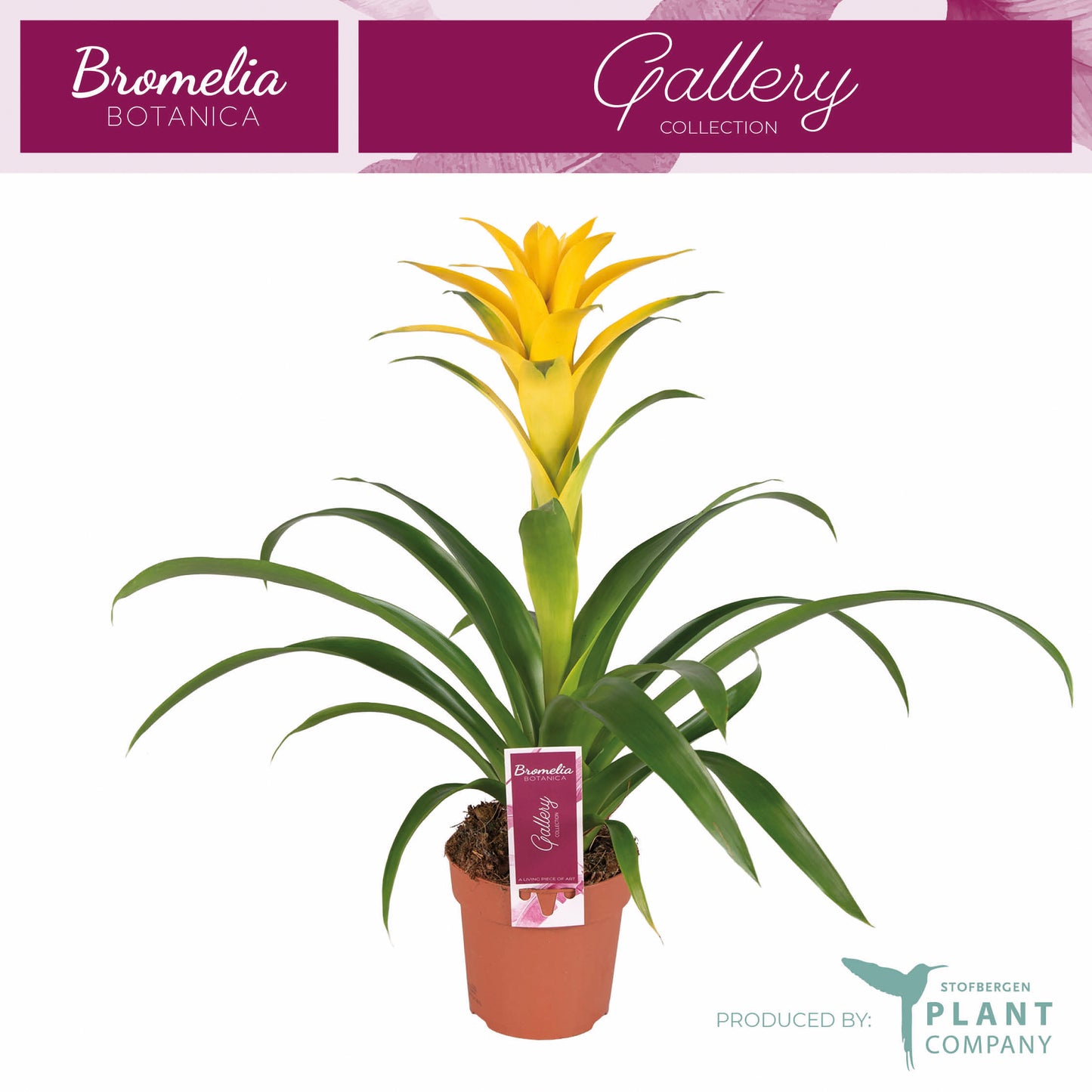 Guzmania Desire 45cm 12cm Pot