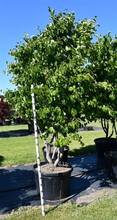 Parrotia persica 300cm 80cm Pot