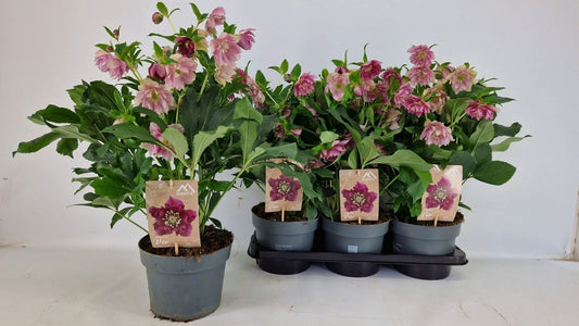 Helleborus orientalis 45cm 19cm Pot