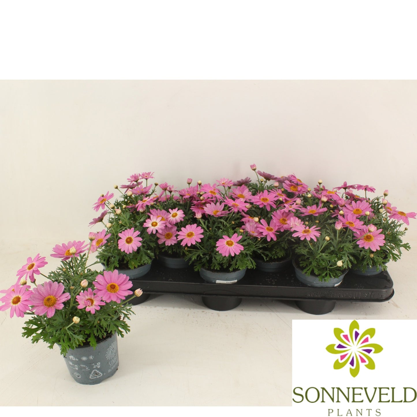 Argyranthemum Cymbals Light Pink 23cm 510cm Pot