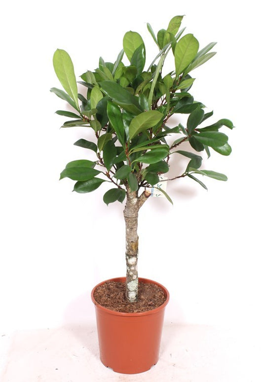 Ficus cyathistipula 140cm 30cm Pot