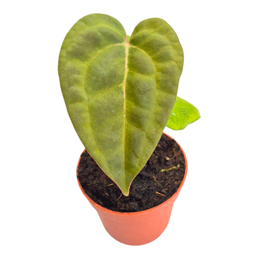 Anthurium andraeanum 10cm 9cm Pot