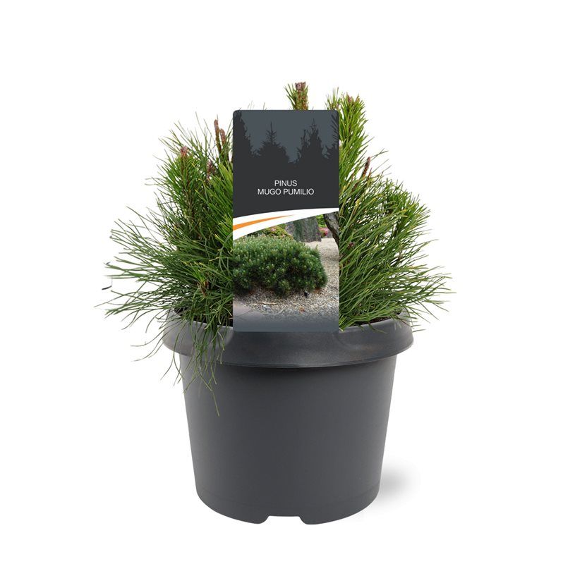 Pinus mugo pumilio 25cm 19cm Pot