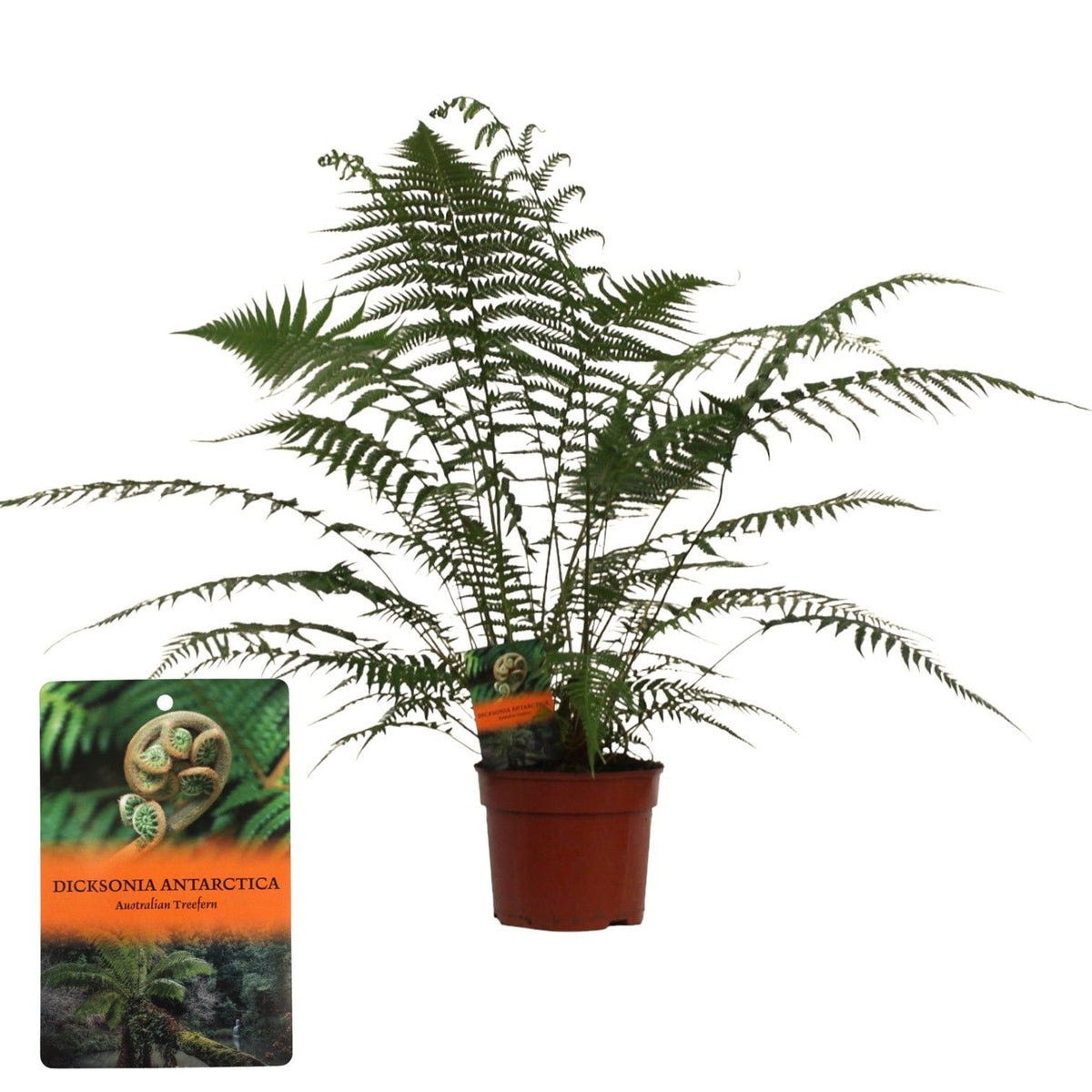Dicksonia antarctica 70cm 24cm Pot